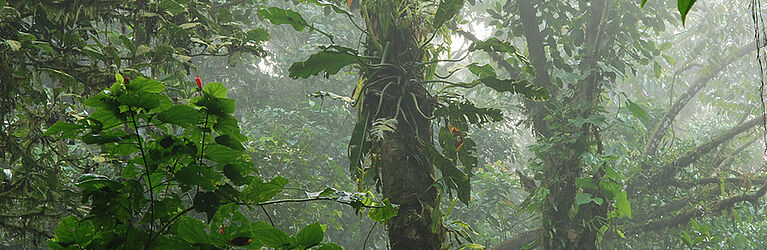 ...und unter dem Blätterdach