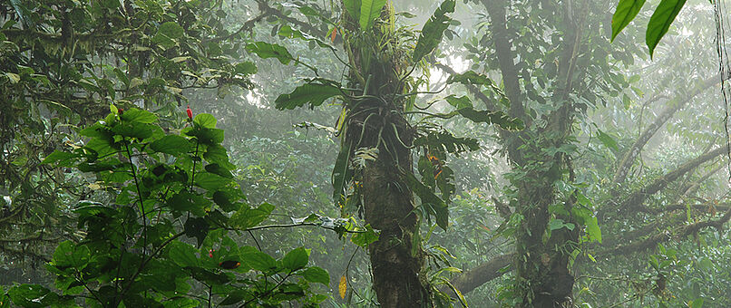 ...und unter dem Blätterdach