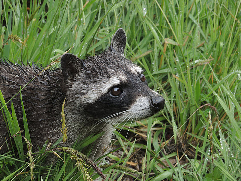 Graben Marder oder Waschbären Löcher im Garten?